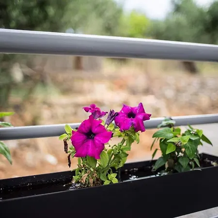 Daire Laura Maisons *